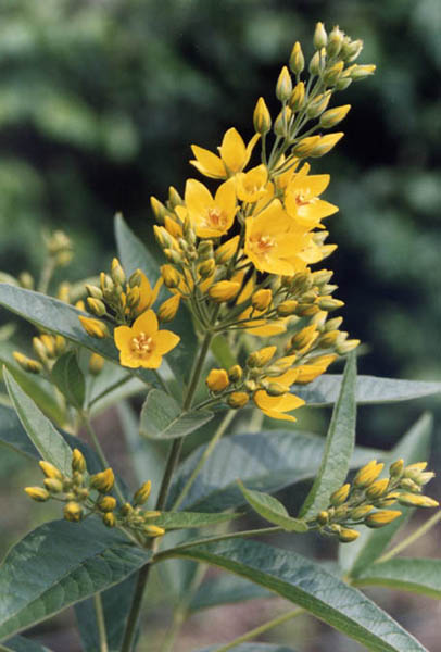 Lysimachia vulgaris en fleurs au bord d'un cours d'eau dans une prairie inondable